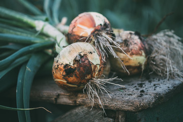 Freshly picked organic onions