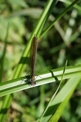 Gebänderte Prachtlibelle, Calopteryx splendens