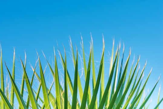Green palm tree against blue sky, clear summer skies.