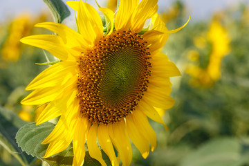 Young sunflower in the field on a sunny day. Small depth of field. Close up. Texture