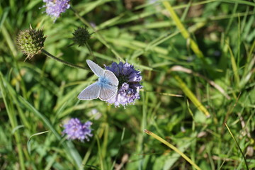 Himmelblauer Bläuling, Lysandra bellagus