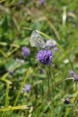 Baumweißling, Aporia crataegi