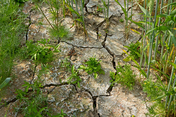 Trockenes Feld - Trockenzeit