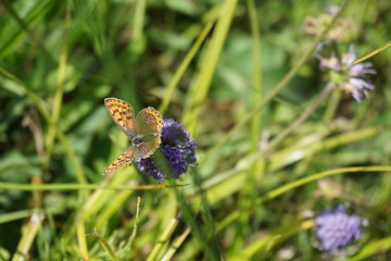 Brauner Feuerfalter, Lycaena tityrus