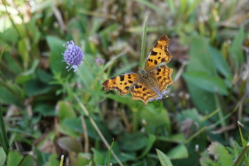 C-Falter, Polygonia c-album