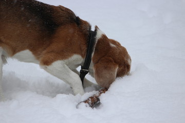 beagle playing in the snow