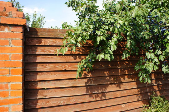 Fence with branches of a plum.