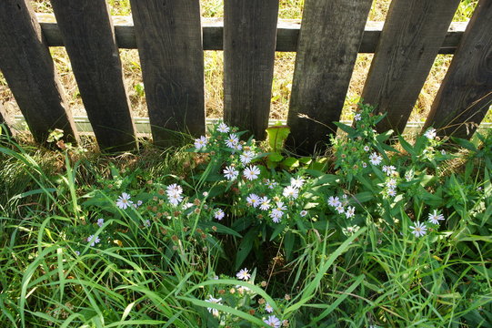Fence with flowers and grass.
