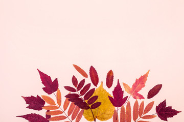 Multicolored set autumn leaves on pink pastel background. Hello Autumn concept