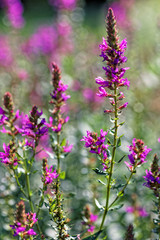 Obraz premium Lythrum salicaria, Purple Loosetrife on a bokeh background. Shallow depth of field