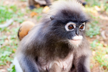 Single dusky leaf money looking to something, Thailand.