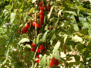 pomodori ciliegino