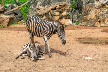 Fototapeta na wymiar A female zebra is standing next to her female foal