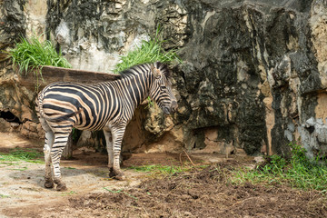 Fototapeta na wymiar A male zebra feed on grass in the zoo