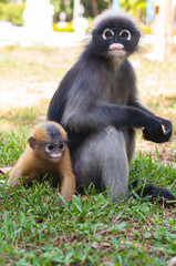 Dusky leaf monkey sitting on green yard and looking to something