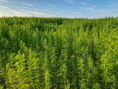 Hanffeld Nutzhanf Cannabis