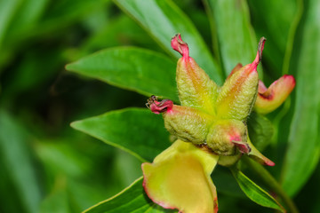 Früchte der Pfingstrose, Paeonia