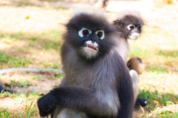 Dusky leaf monkey sitting on green yard and looking to something