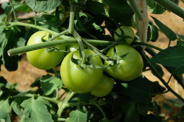 green tomatoes  in the greenhouse