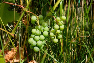 green  grape in the garden 