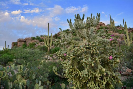 Blooming Cholla Saguaro Golden Hour Tucson Arizona Desert