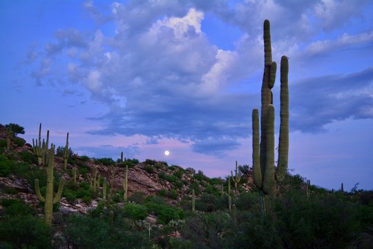 Full Moon Rising Saguaro Silhouette Arizona Sky Sunset © Teressa L. Jackson