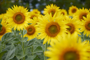 yellow sunflower in the field, soft light