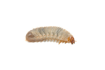 larva of the May bug on a white background