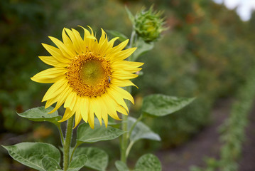 yellow sunflower in the field, soft light