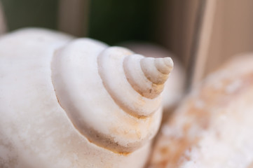 Fototapeta na wymiar Close up natural conch spiral with blur background