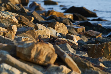 Small white wagtail is looking for food between large stones on the seashore.