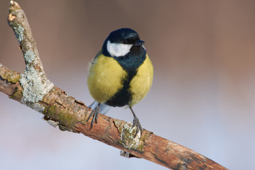 Great tit sits on a branch very close, in a full frame (can see every feather and sun reflect in the eye).