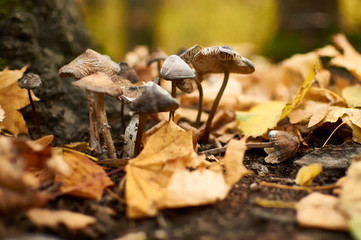 A small group of mushrooms made their way through the fallen leaves in the forest.