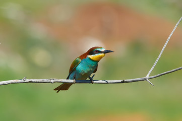 Bee-eater sits on a branch near the burrows dug in the clay cliff.