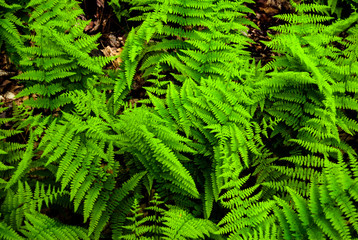 Green Ferns