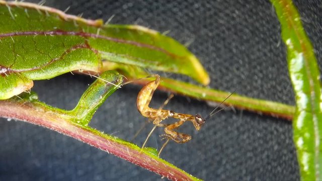 A tiny brown Mantis on leaf and twig under the microscope. Soothsayer or mantis brown insect.