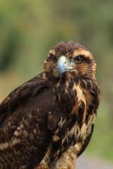 Falcão