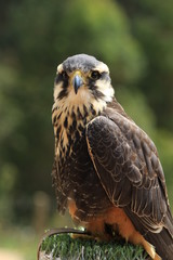 Falcão