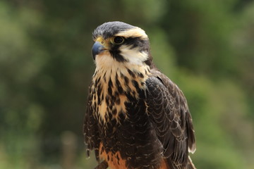 Falcão
