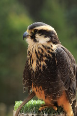 Falcão