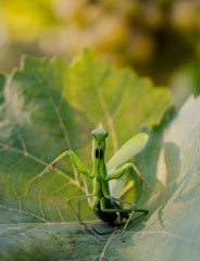 Mantis before the attack. Predatory insect