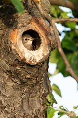 Common starling, Sturnus vulgaris