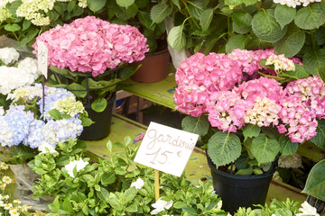 Bounch of hortensia flowers at the market