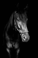 Obraz premium Czarny koń odizolowywający na czerni