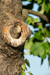 Common starling, Sturnus vulgaris