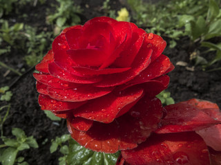 Red begonia after rain