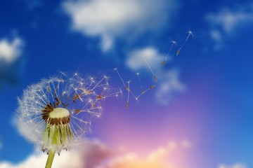 Flying dandelion seeds on sky