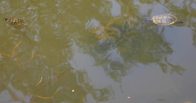 greynp turtle swim16