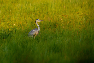 Graureiher auf einem Feld
