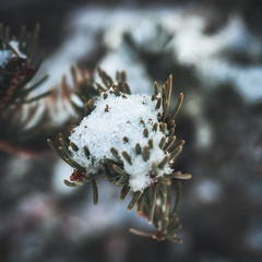 Close up macro of pine with snow